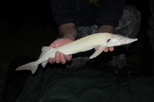 Esturgeon albinos