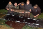 peche gros esturgeon belle prise 56 kilos